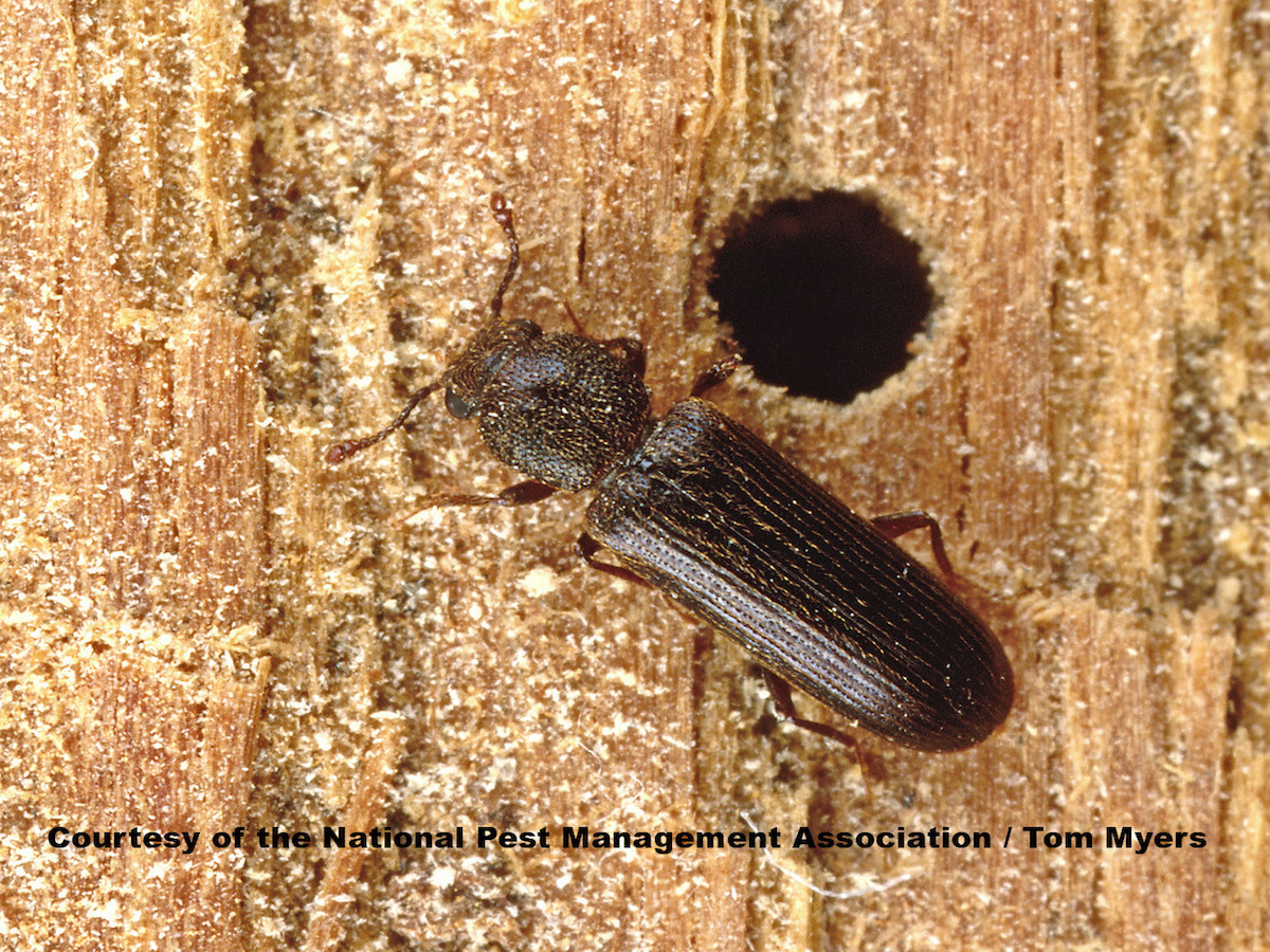 Powderpost Beetles - Wood Boring Insect Prevention