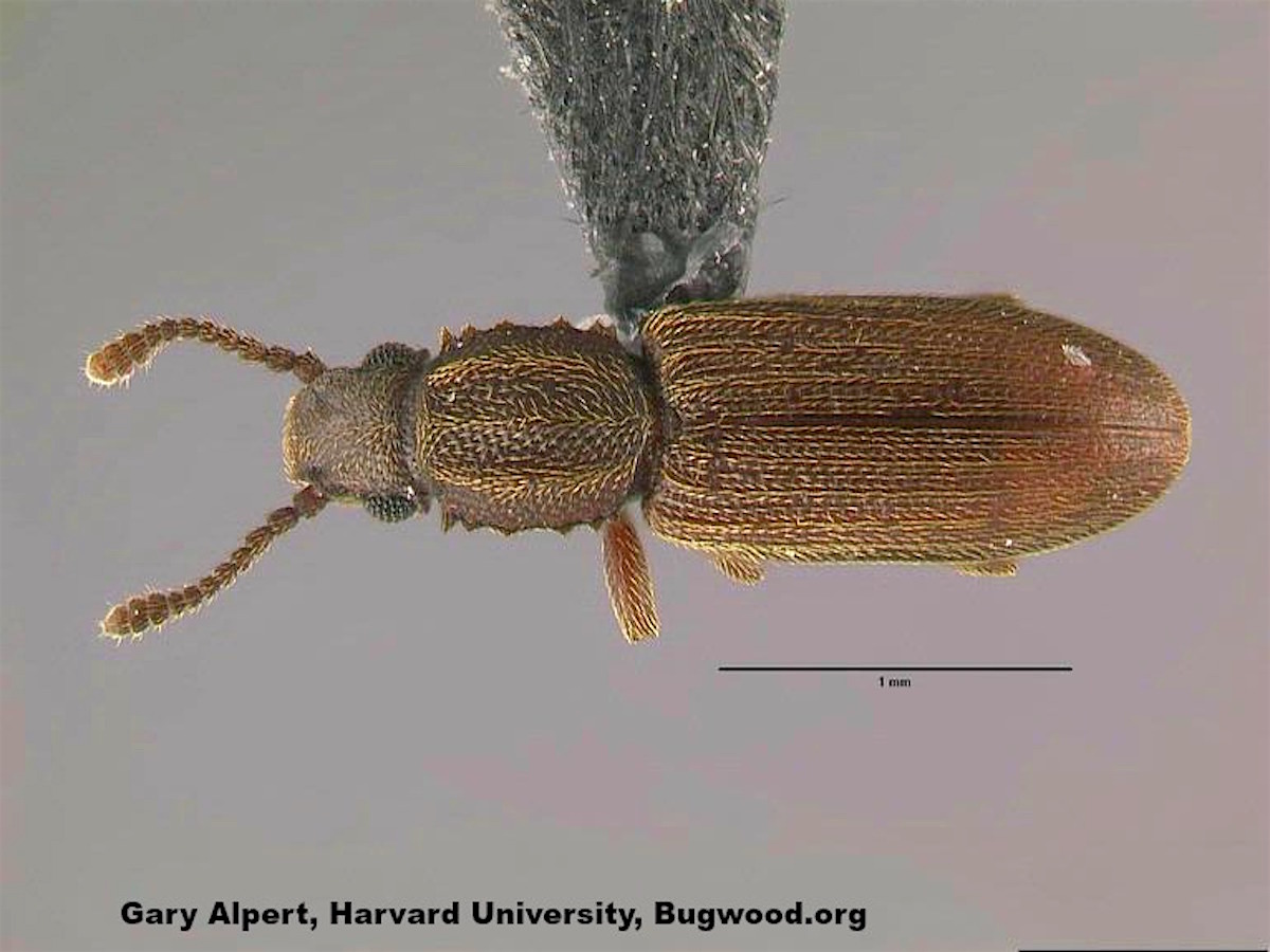 Merchant Grain Beetle_InsectImages.org.jpg