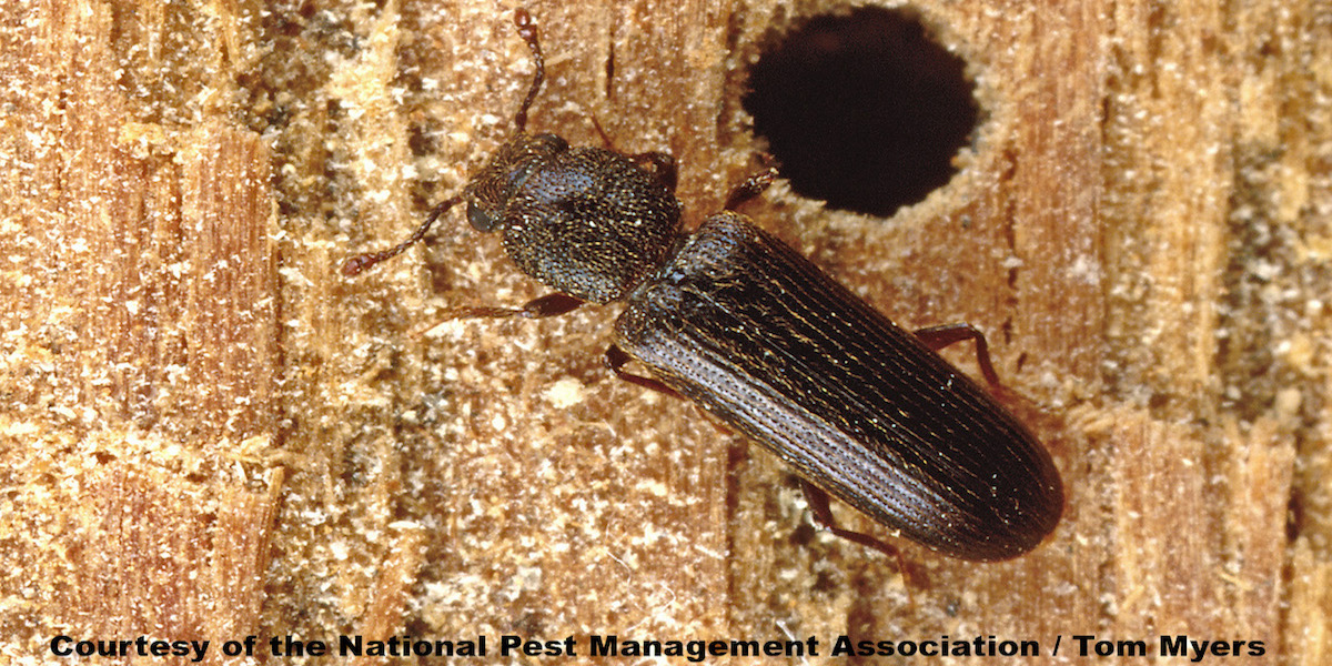 37 Powderpost beetle NPMA.jpg (1)