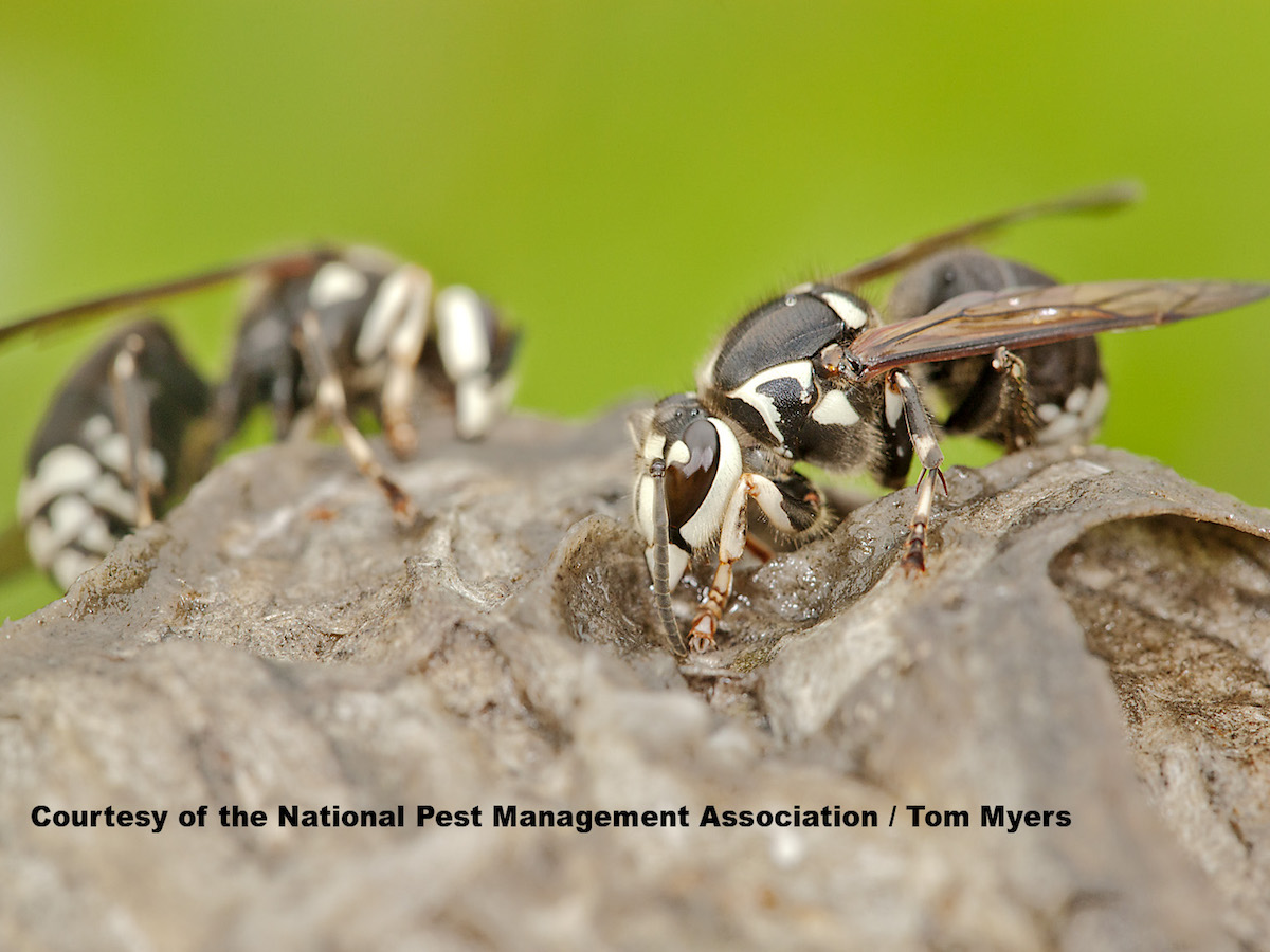 White Faced Hornet White Faced Hornet
