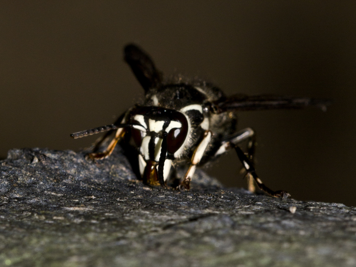 https://www.pestworld.org/media/561879/bald-faced-hornet-face.jpg