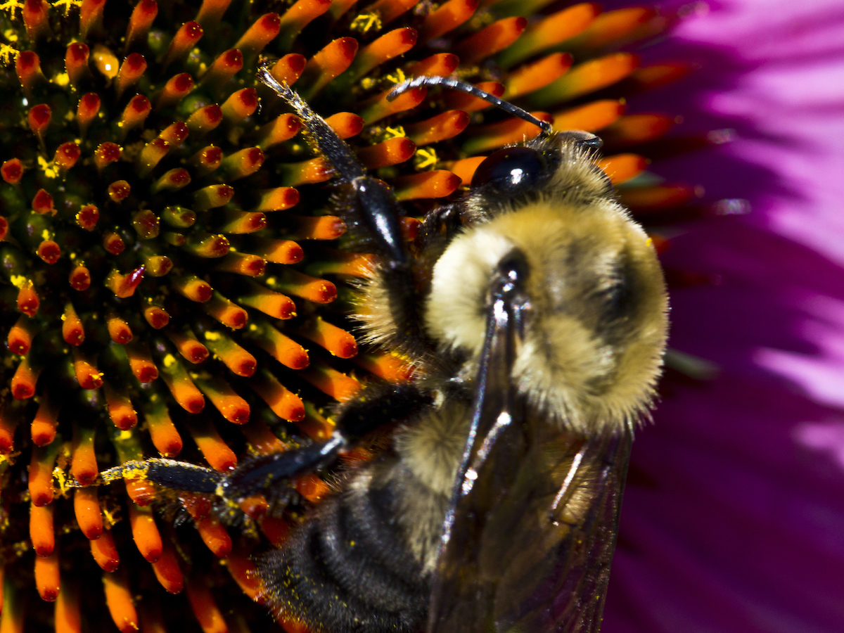 Bumble bee.jpg