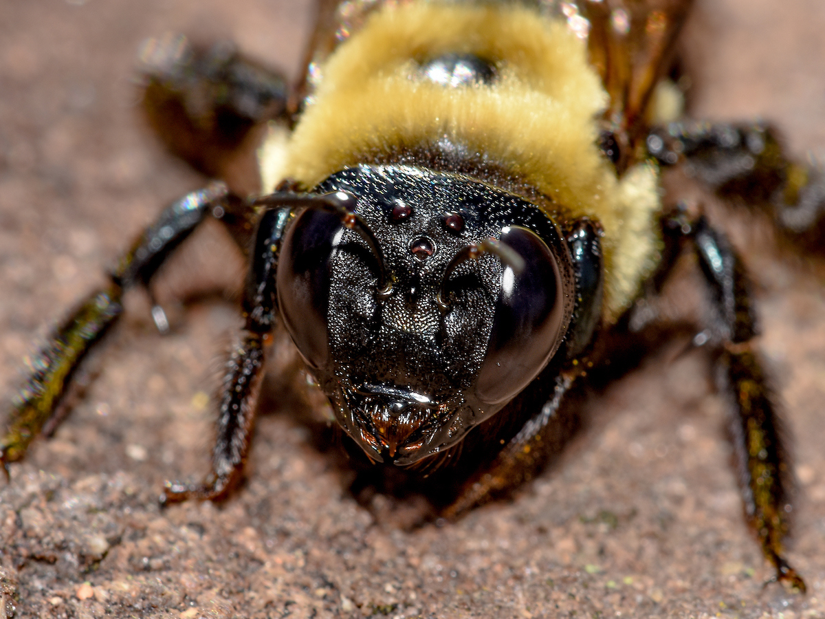 Carpenter Bees vs. Bumblebees