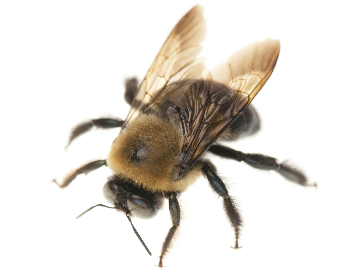 Carpenter bee white background.jpg