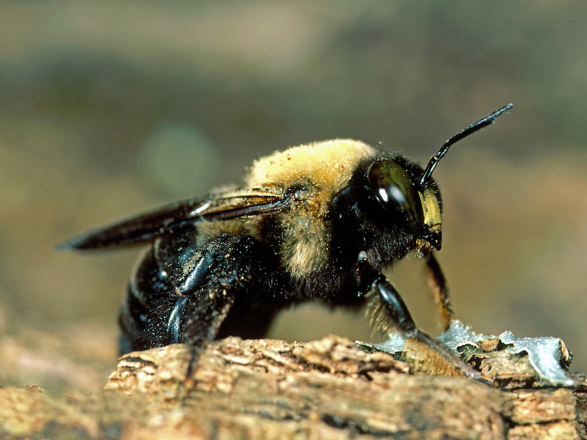 How to Get Rid of Carpenter Bees Stings & Information