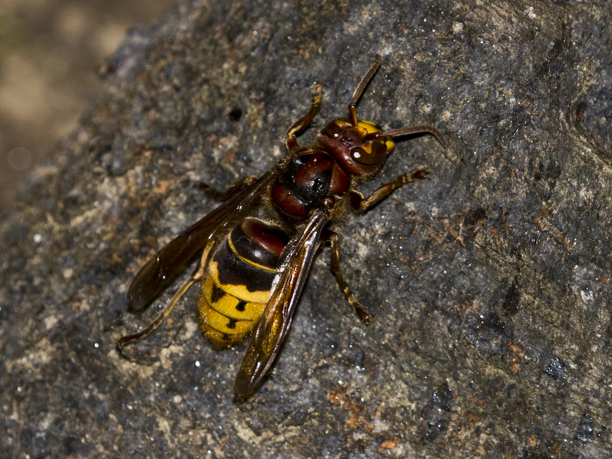 European Hornet Extermination, Removal & Information