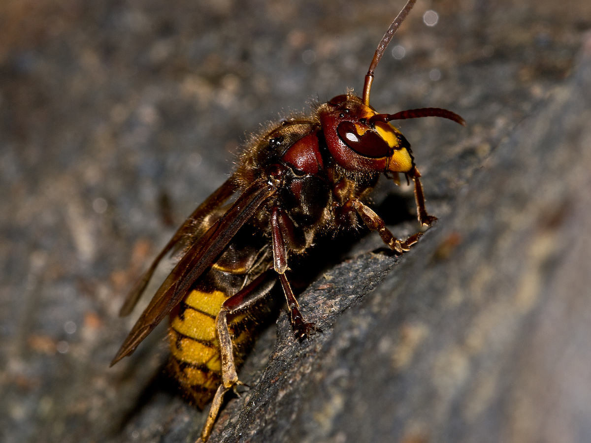 European Hornet Extermination, Removal & Information