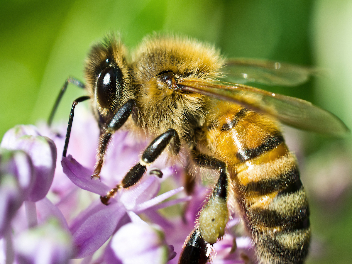 https://www.pestworld.org/media/561900/honey-bee-foraging-side-view.jpg?width=1200&height=900&v=1d9ba6b3bfa59b0