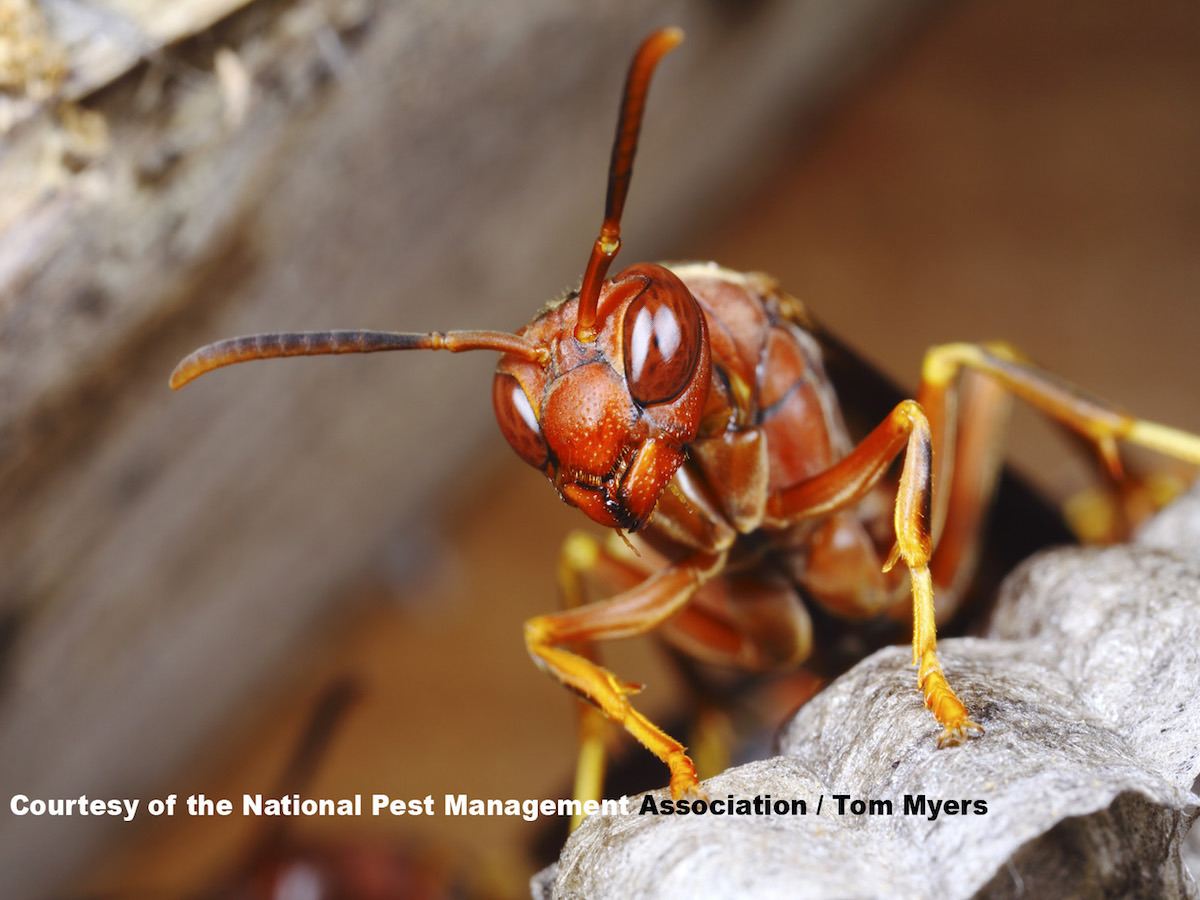 Paper Wasps: Paper West Removal & Paper Wasp Sting Info