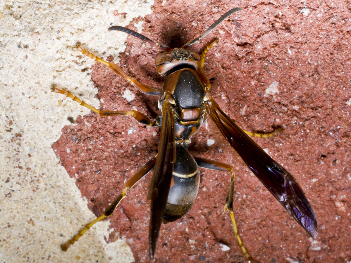 Paper Wasp Sting Treatment