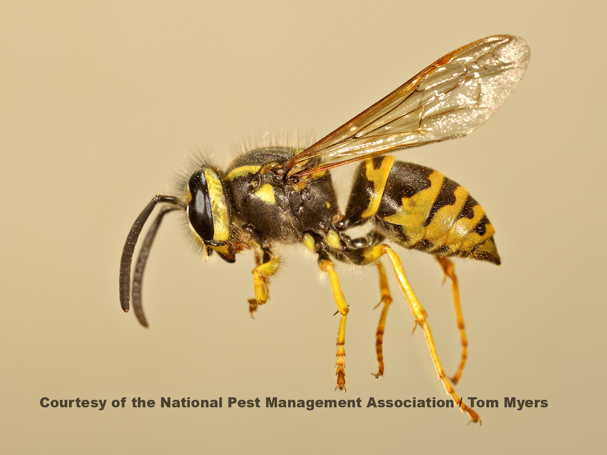 What Is The Difference Between A Yellow Jacket And A Wasp