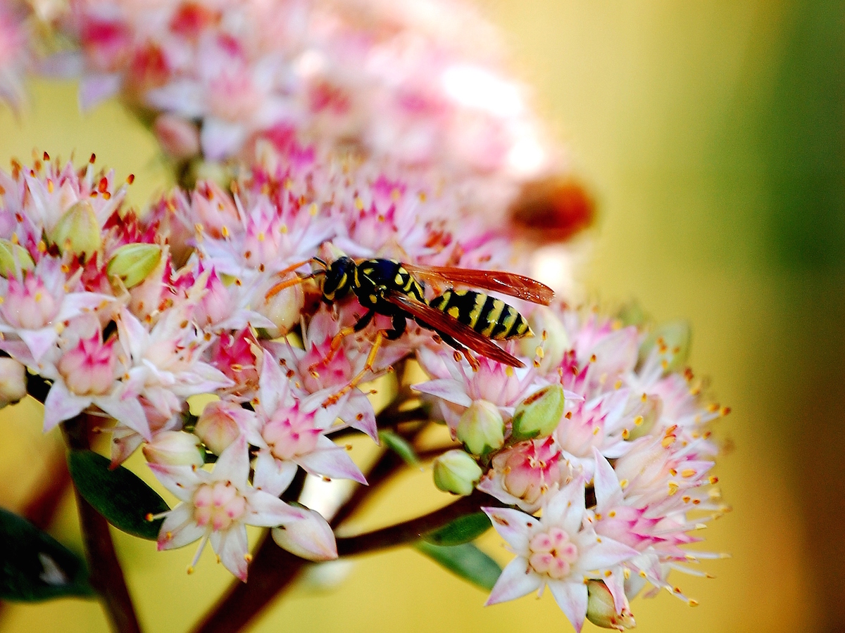 Yellow Jackets How to Get Rid of Yellowjackets Stingers
