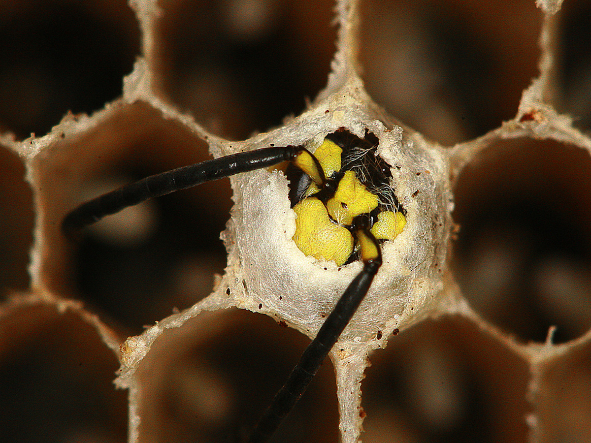 Yellow Jacket No Stinger