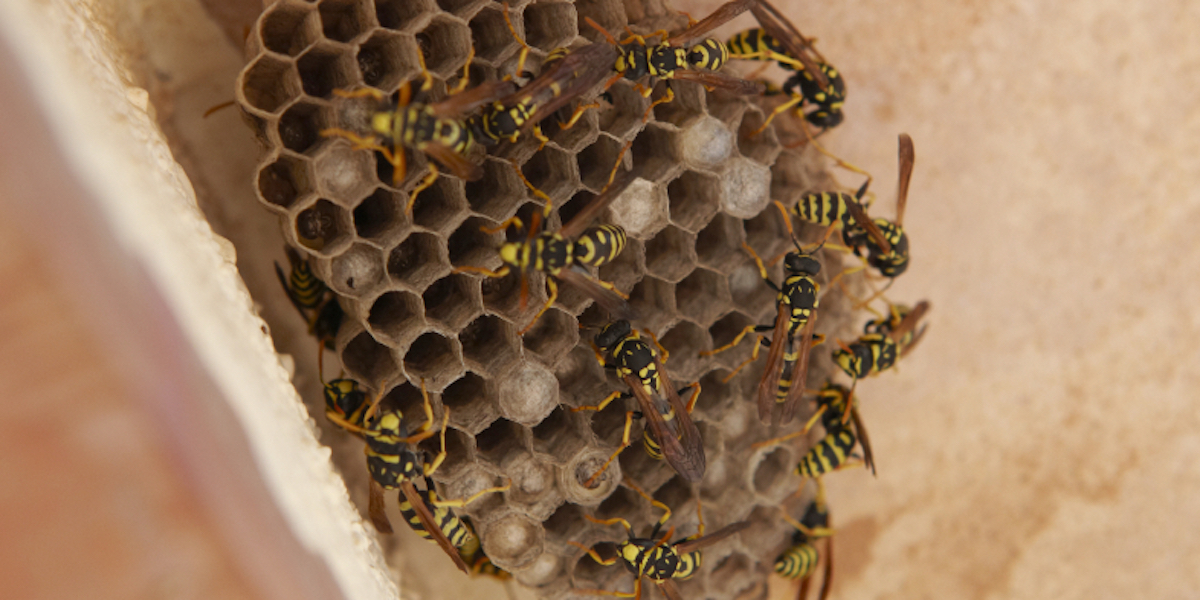 iStock_000010695943Small_wasp hive.jpg