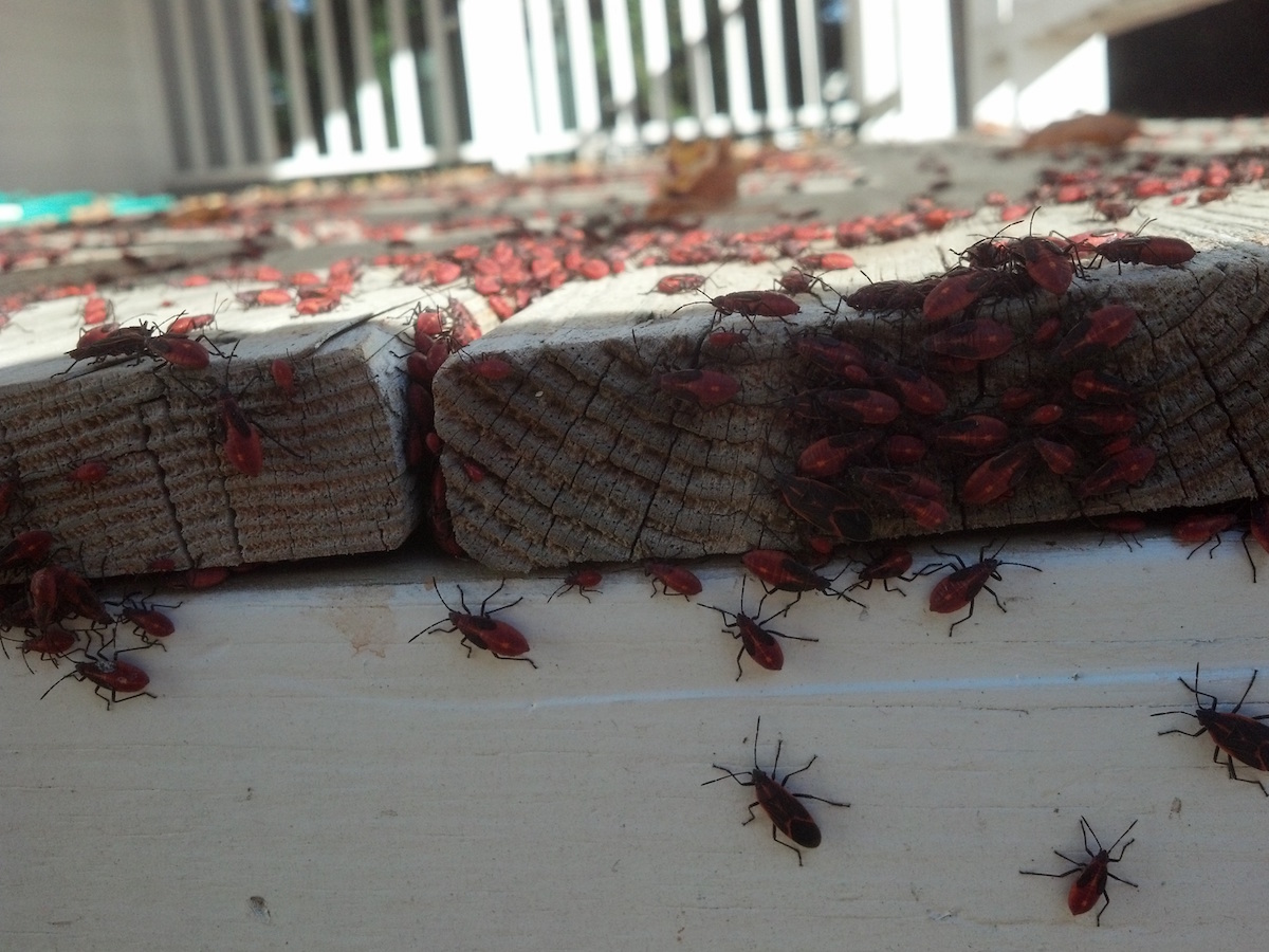 Black & Orange Boxelder Bugs Bites, Infestations & Prevention