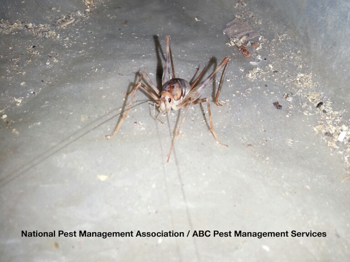 giant cave cricket