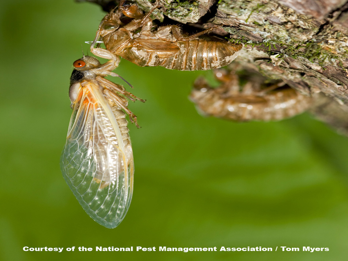 2024 Periodical Cicada Insect - Emmy Sheeree