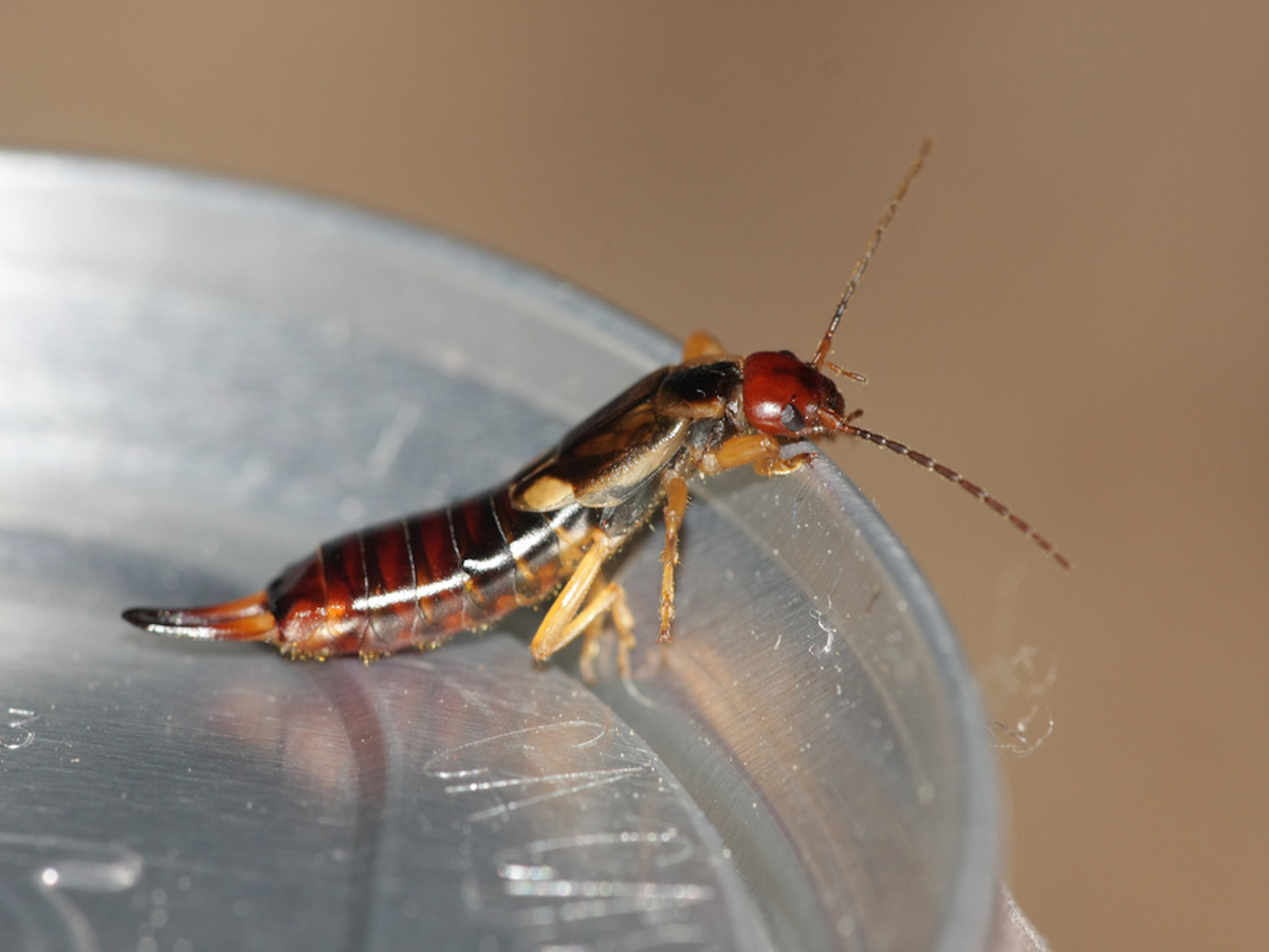 pincher bug in my house