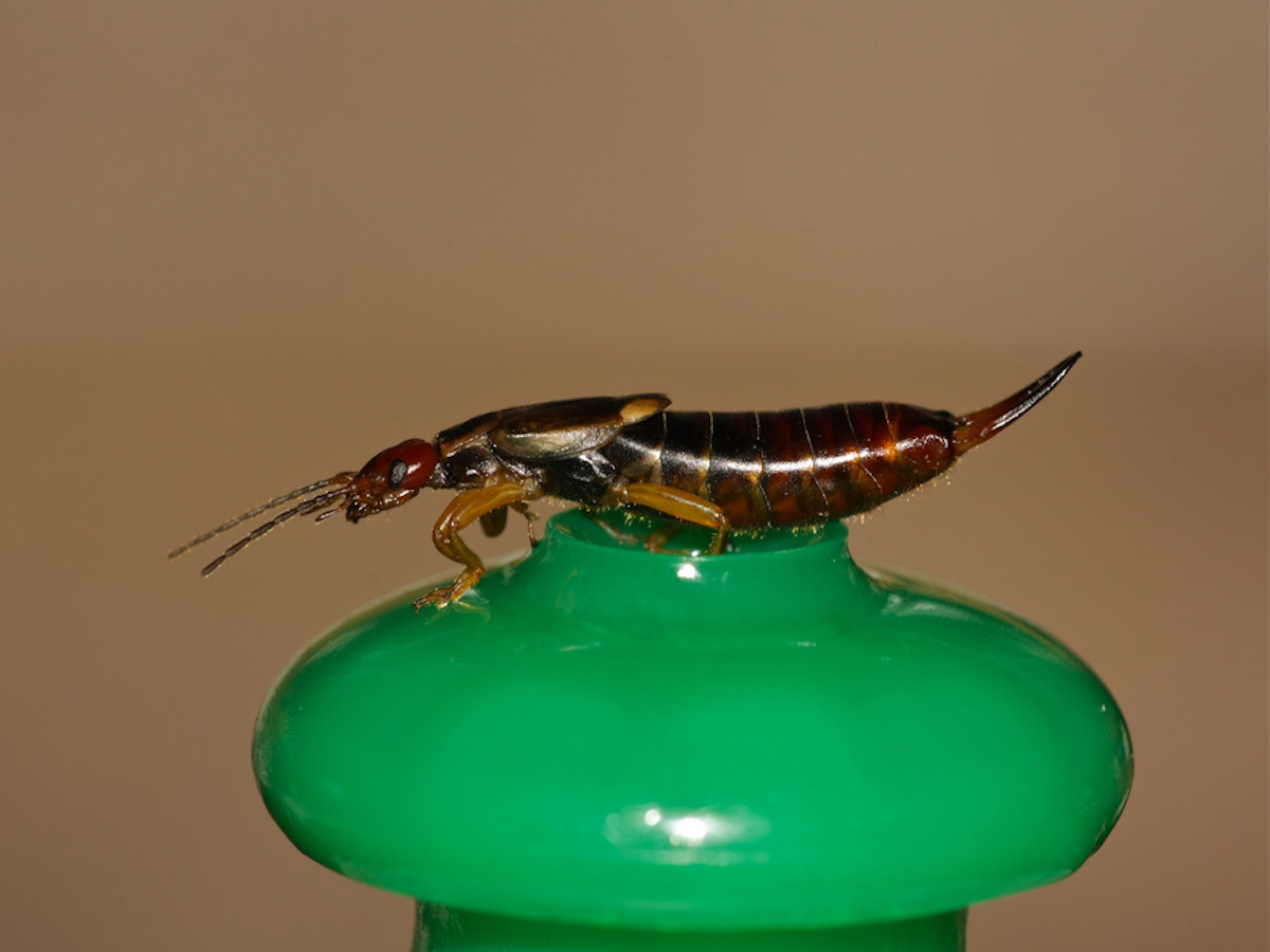 The Full Truth About Earwigs Crawling In Ears
