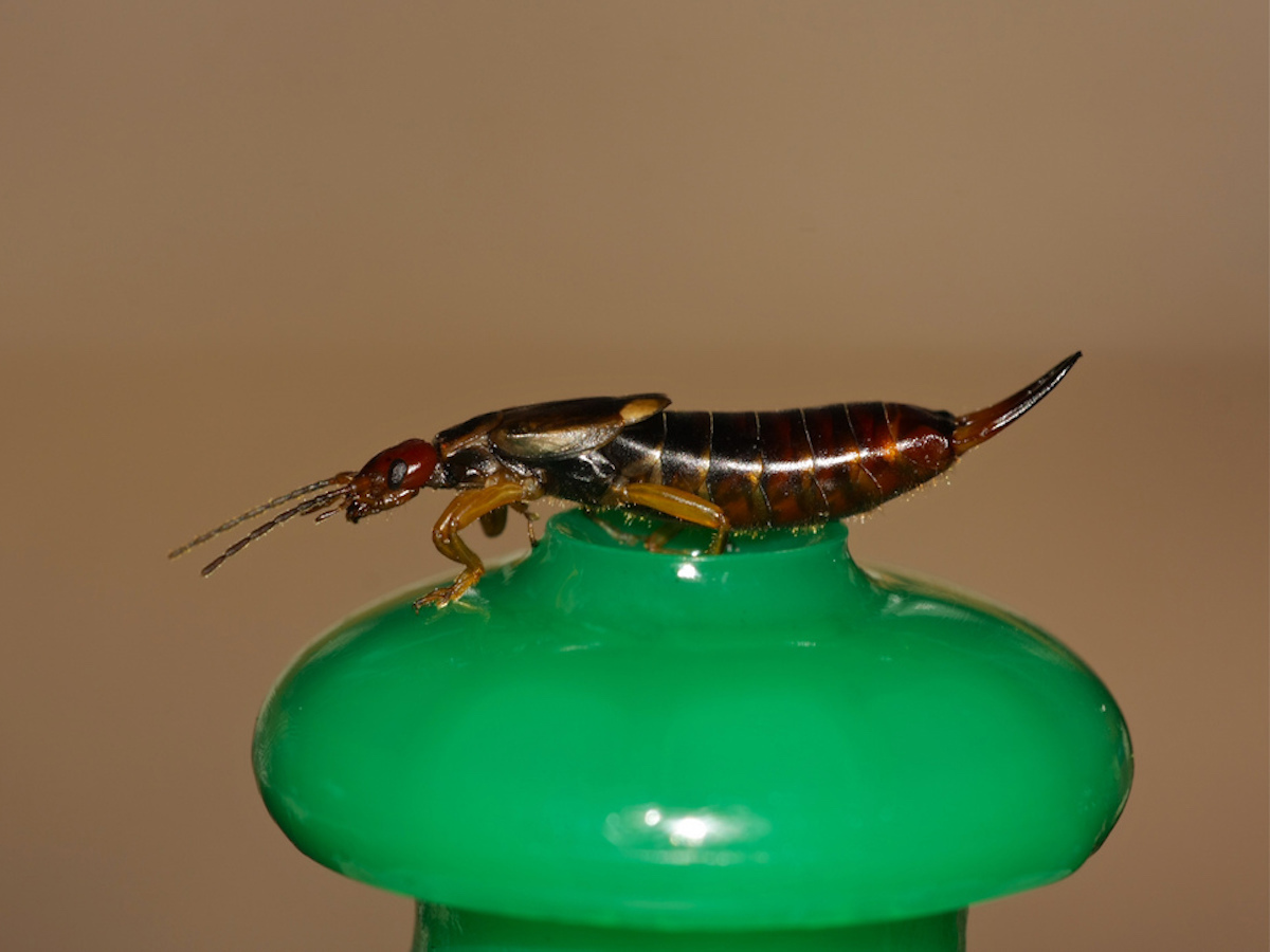 Get Rid of Earwigs Earwig Control, Treatment & Info
