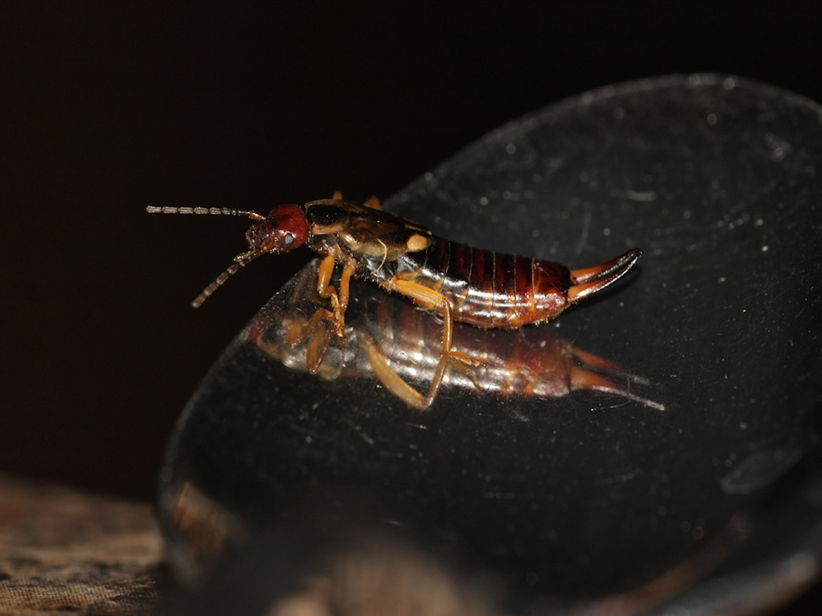 Get Rid of Earwigs - Earwig Control, Treatment & Info