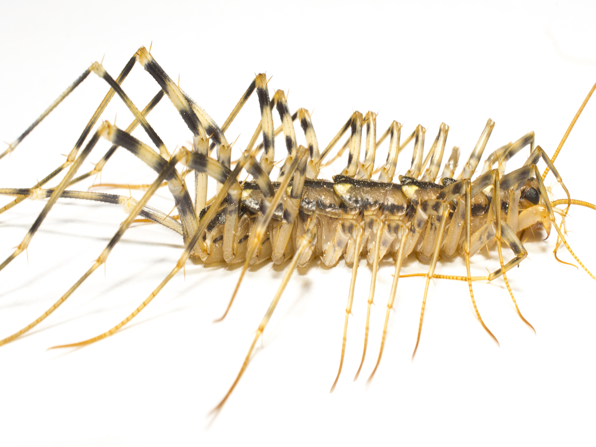 house centipede larva