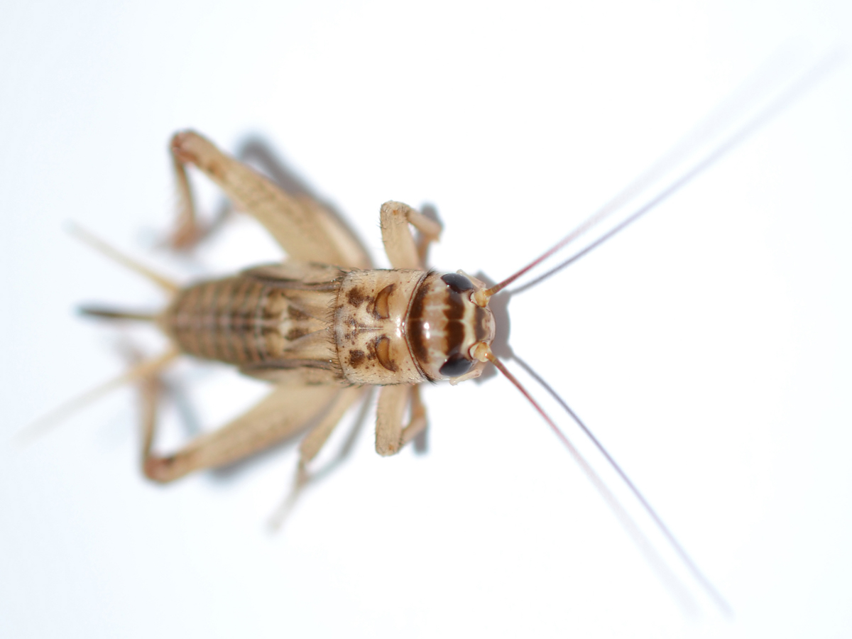 House Cricket Information - How to Get Rid of Crickets