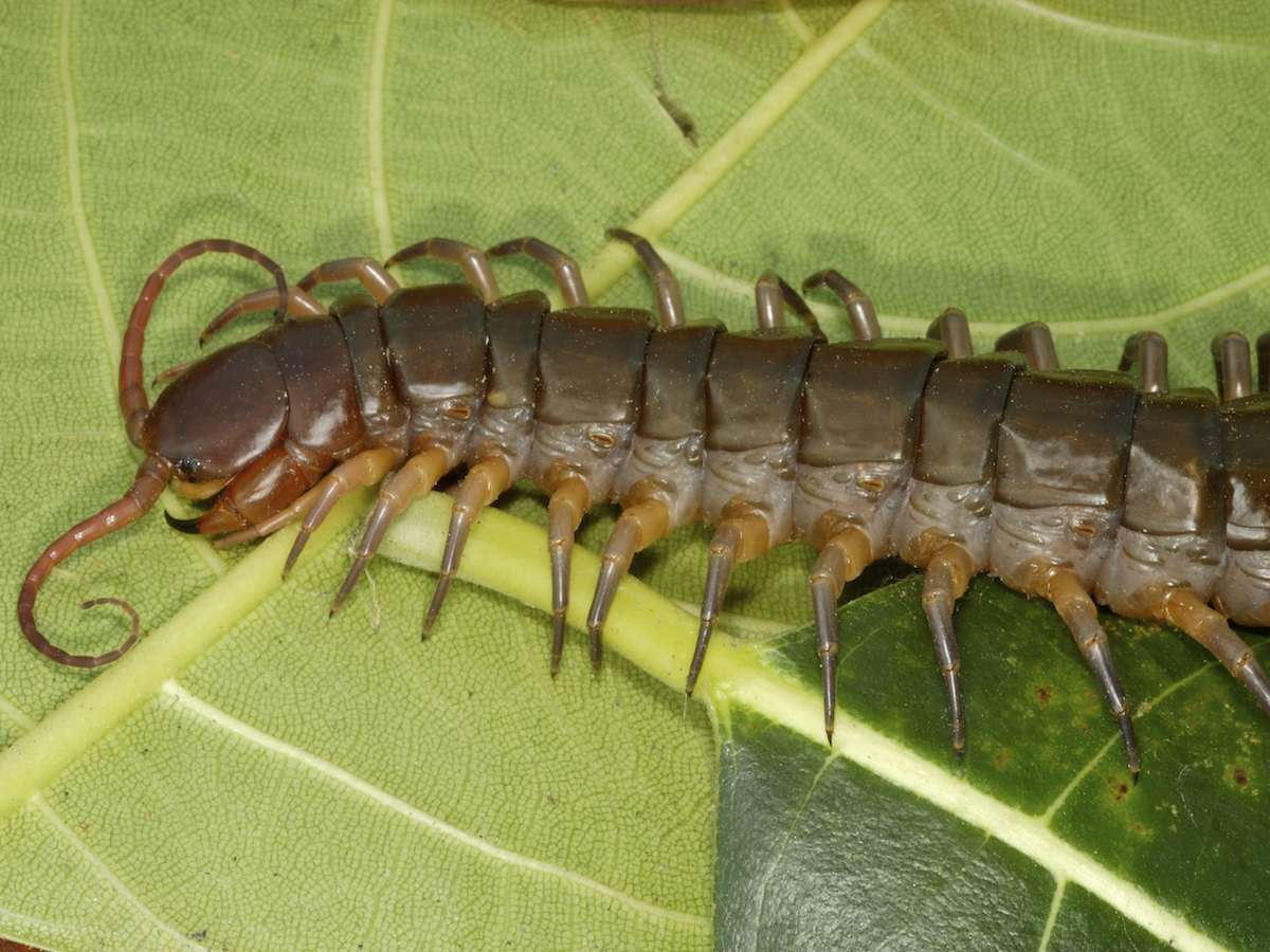 House Centipedes: Facts, Photos & Information