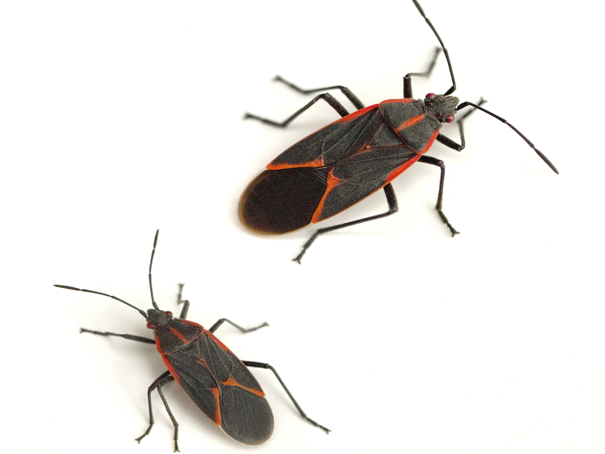black beetle in house ohio