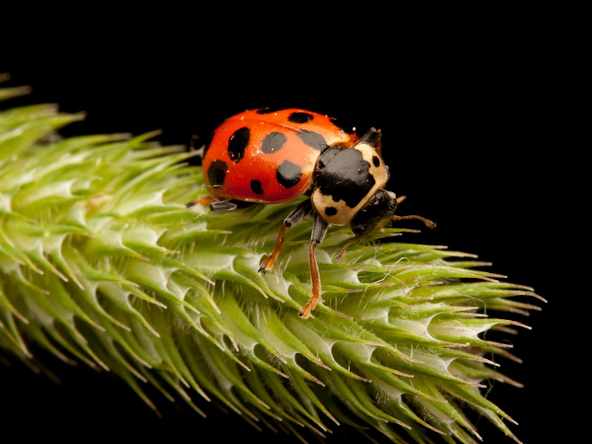 Get Rid of Ladybugs Ladybug Pest Control Information