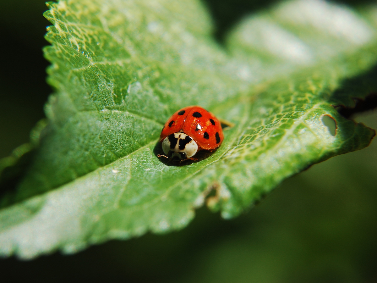 Get Rid of Ladybugs Ladybug Pest Control Information