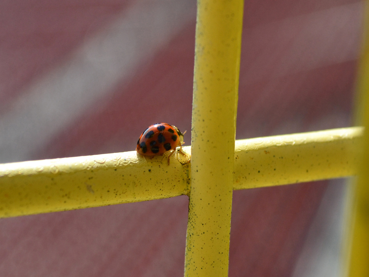 Get Rid of Ladybugs Ladybug Pest Control Information