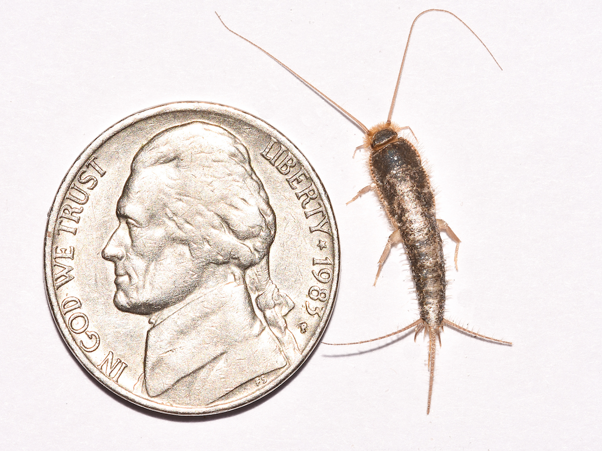 Silverfish Bug Infestation How to Get Rid of Silverfish