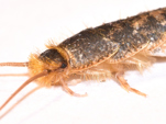 Side angle of silverfish