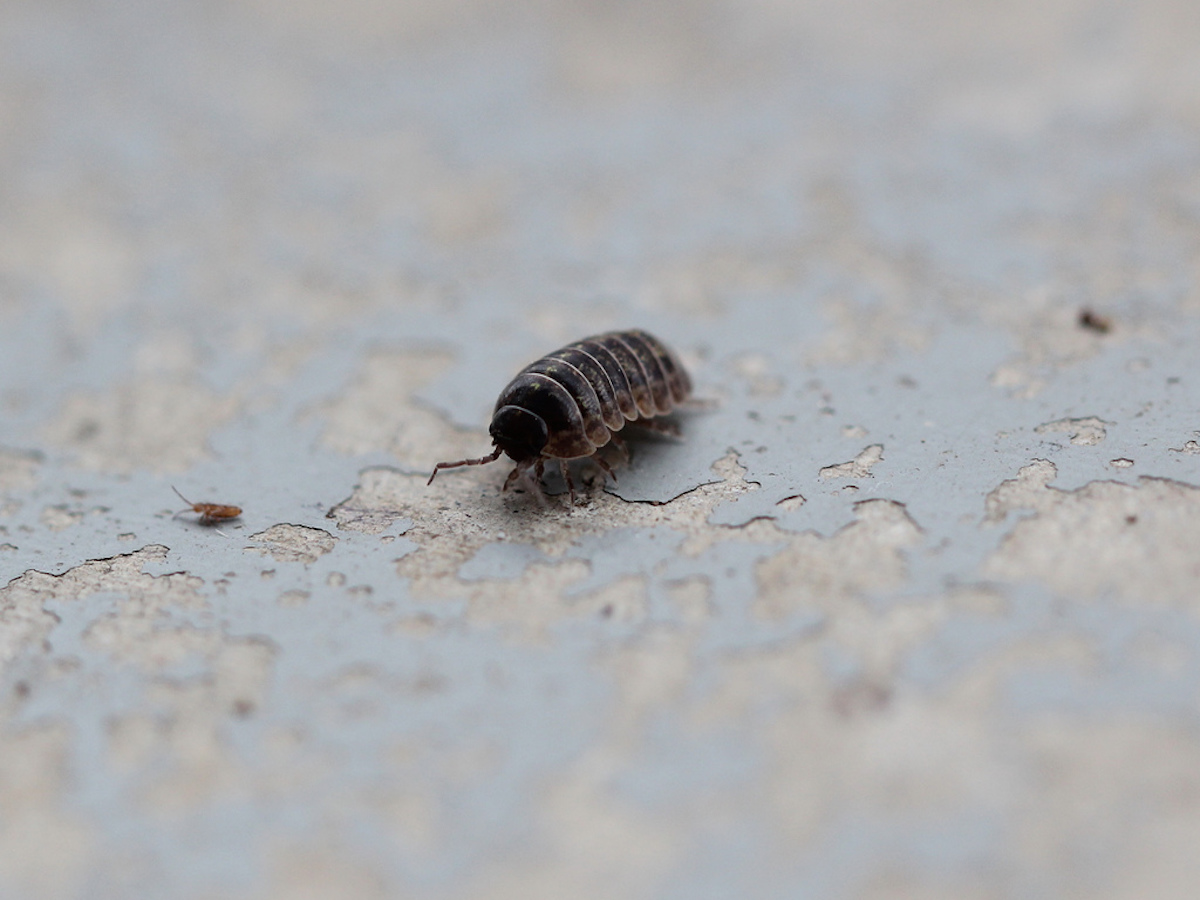 Get Rid Of Pill Bugs Rollie Pollies Pill Bug Pest Info