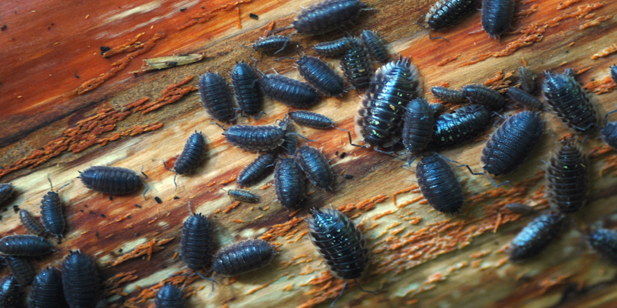 Several pill bugs on a wood surface