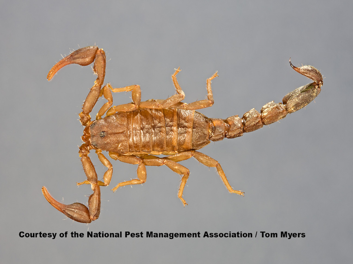 43 Scorpion _L0O5251 .jpg