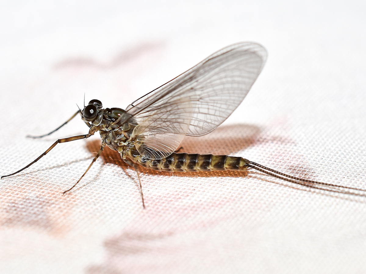 How to Banish Mayflies from Your House: Quick & Effective Methods