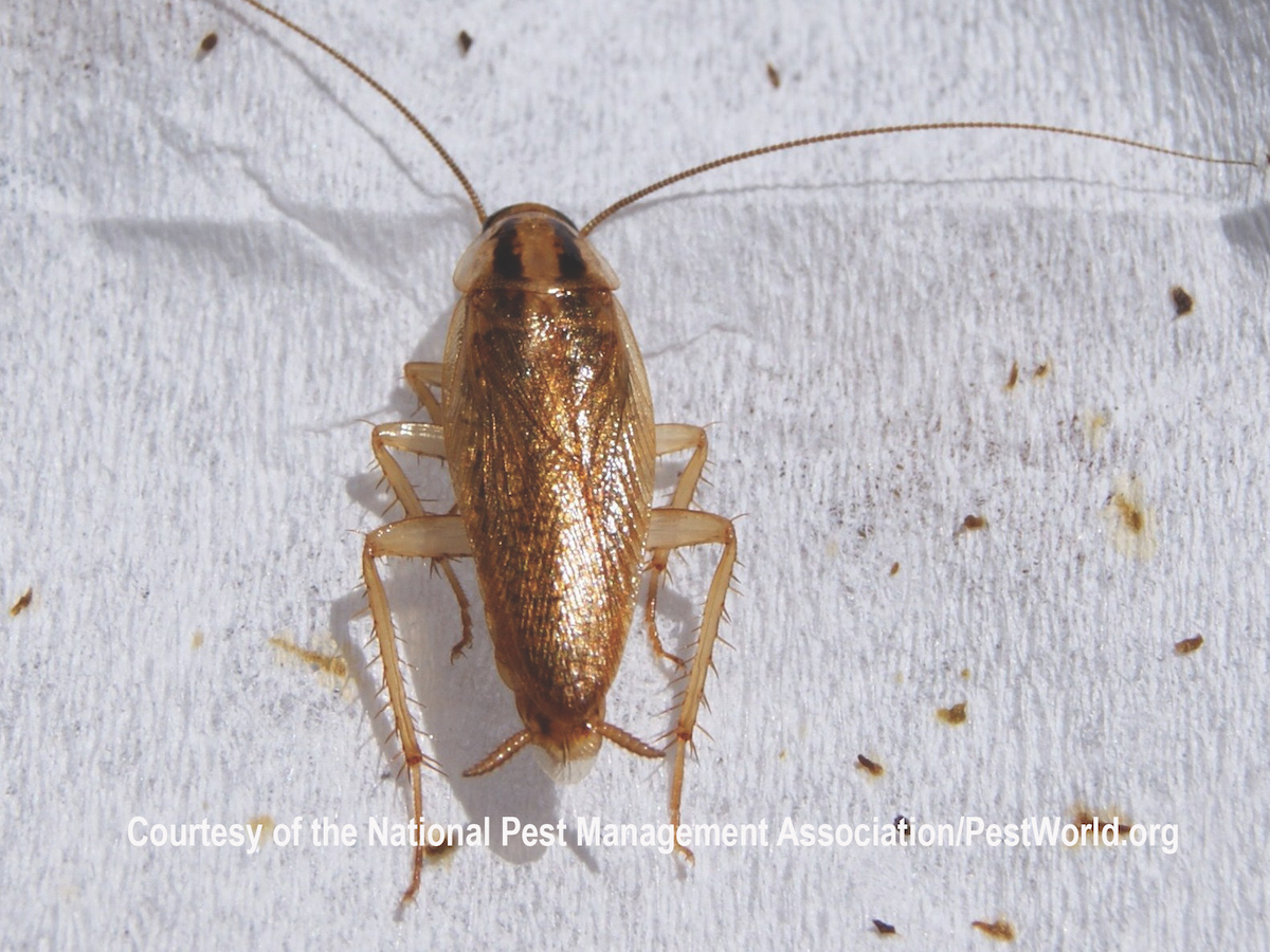 baby german cockroach bites