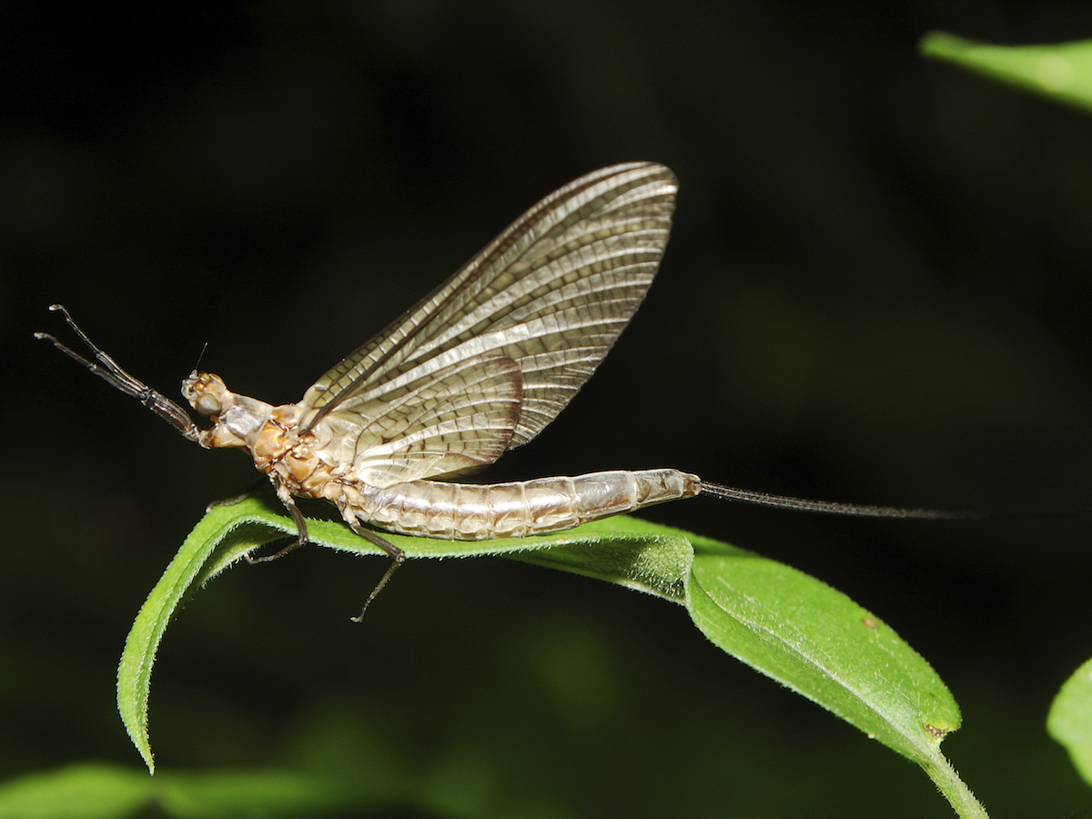 Mayfly Vs. Crane Fly:  Which Bug Is Really Bugging You? - yvo4hey
