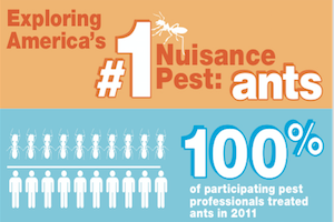2012 Ant Infographic Thumbnail.png