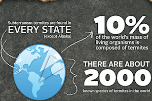 Termite Infographic.png