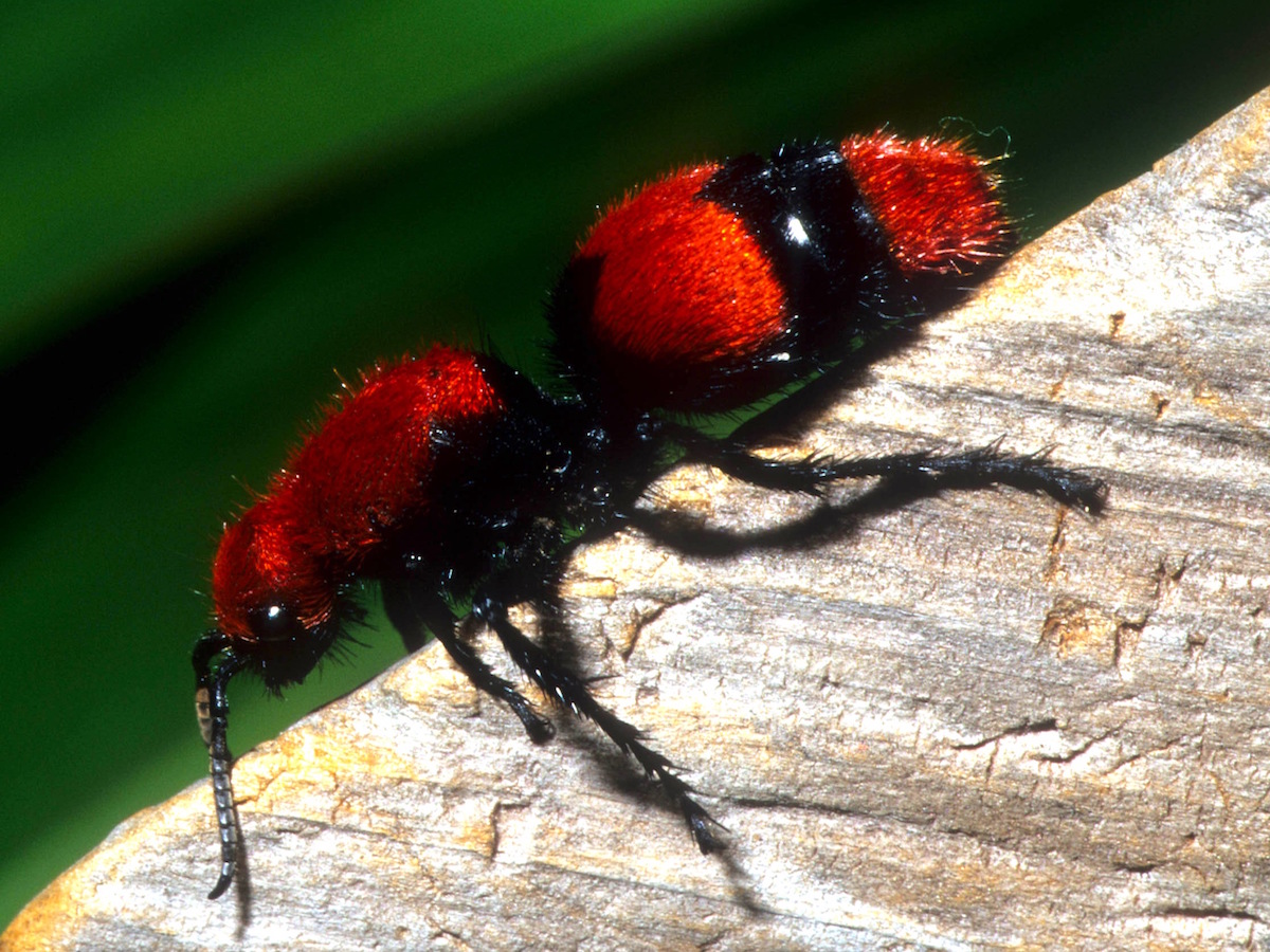 Red Velvet Ants Cow Killer Ants Stinging Ant Profile