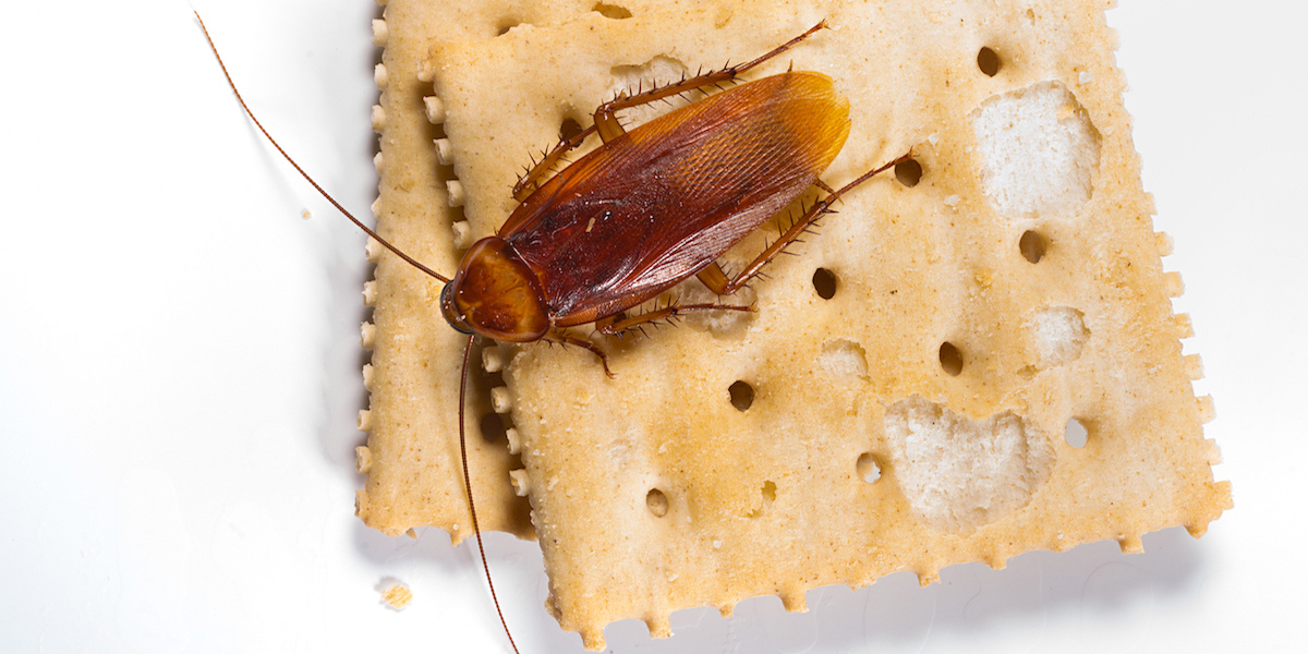 American Cockroaches Control - Facts & Information