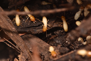Formosan Termites Callout.JPG
