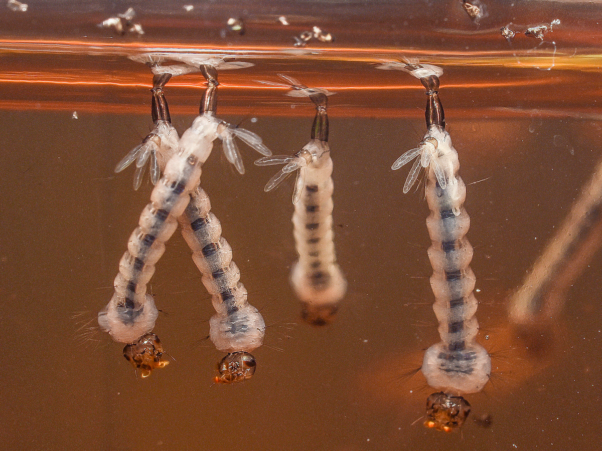 Aedes aegypti larvae.jpg