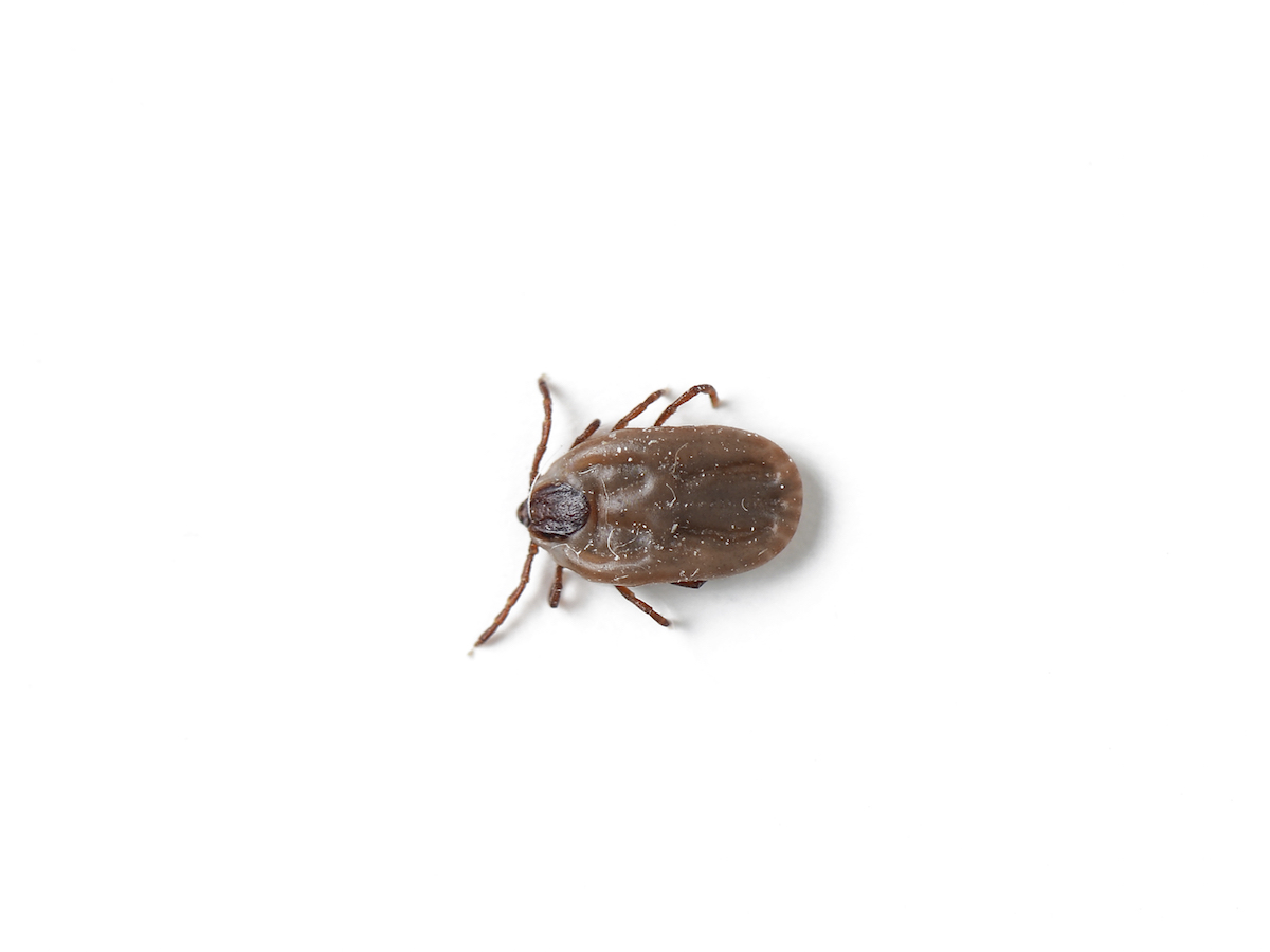 ticks with brown shell