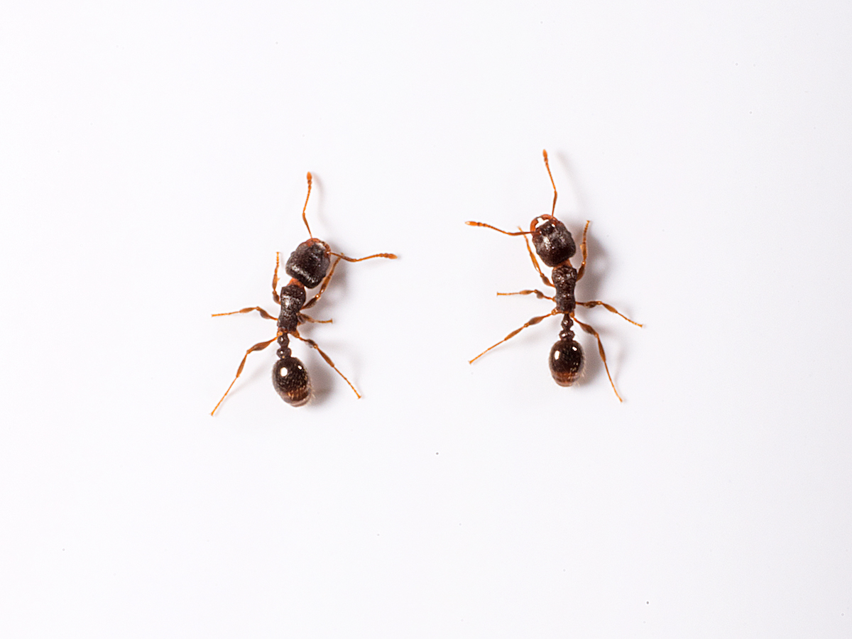 Pavement Ant Control: Pavement Ants Pest Guide Profile