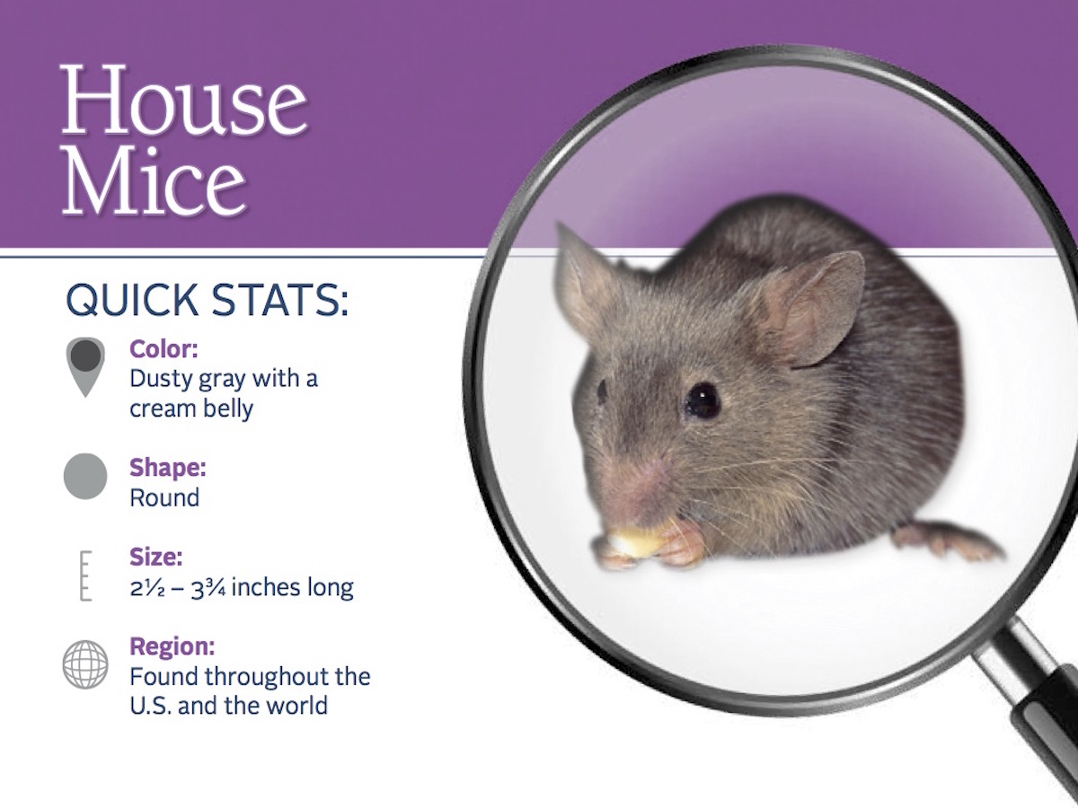 What Are House Mice? House Mice Identification & Control