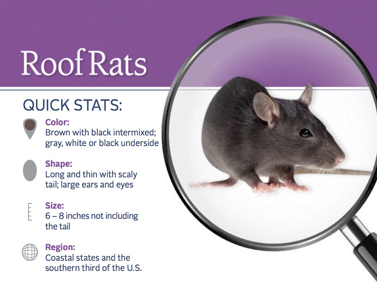 Roof Rats Information Habits, Habitat & More on Roof Rats